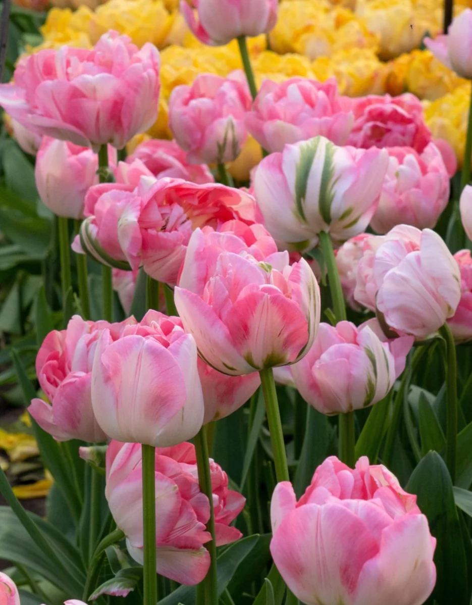 Finola Tulips with soft pink and white double flowers