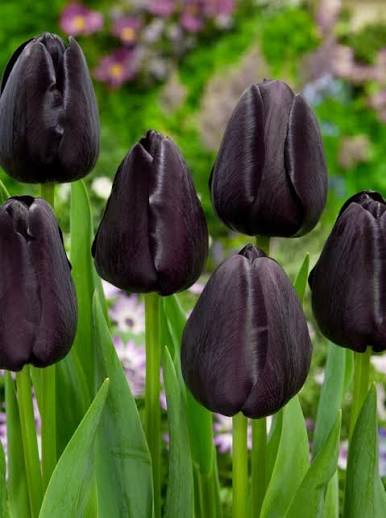 Queen of Night Tulip Bulbs