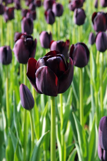 Queen of Night Tulip Bulbs