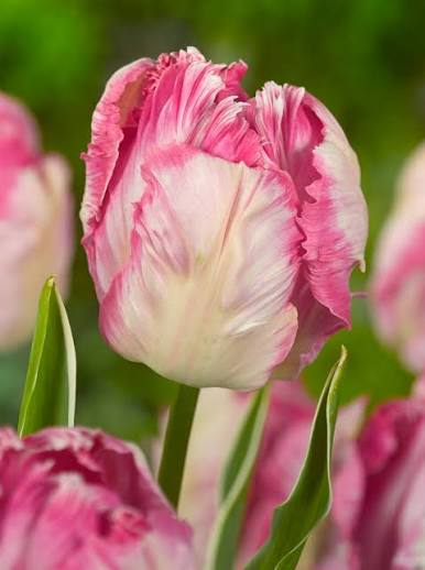 Silver Parrot Tulip Bulbs