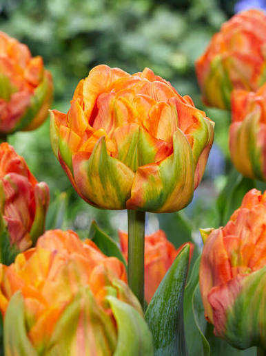 Lorenzo Tulip Bulbs