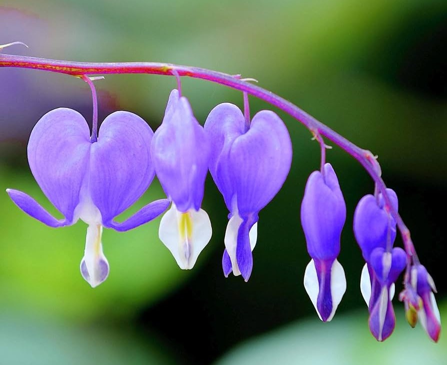 Amazon.com : 10Pcs Rare Purple Bleeding Heart Seeds Dicentra Spectabilis  Flower Seeds : Patio, Lawn & Garden