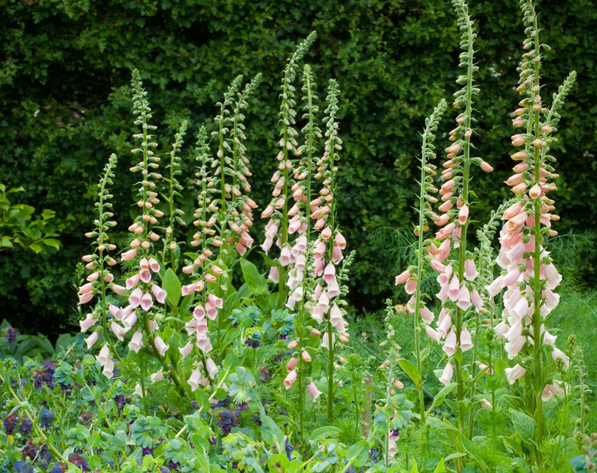 Buy Digitalis purpurea 'Sutton's Apricot' | Foxgloves | Sarah Raven