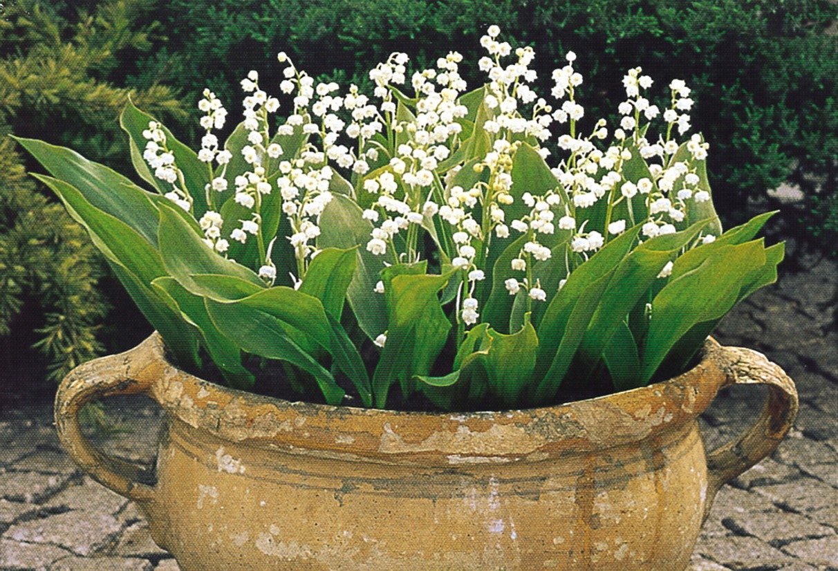 Buy Lily of the Valley Plants | J Parker Dutch Bulbs