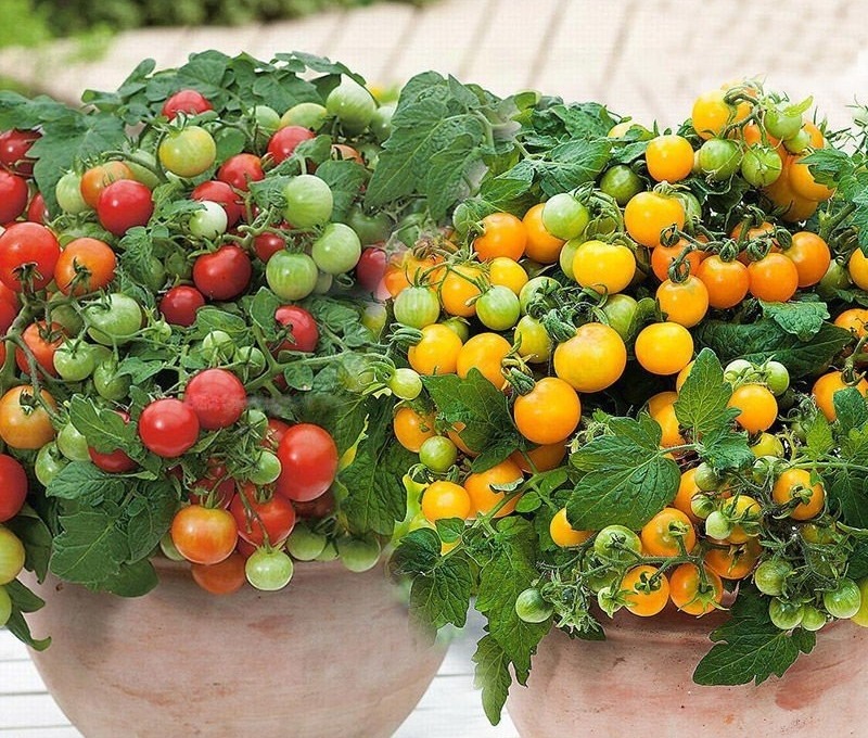 藝園優選矮生番茄（聖女果）種子蔬菜種子櫻桃小番茄農傢四季春| 蝦皮購物