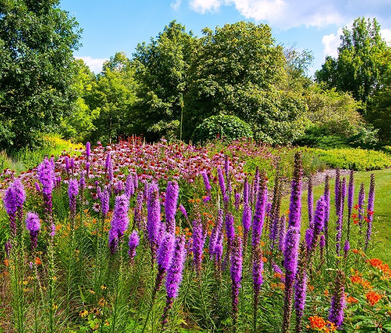 Blazing Star Seeds (Liatris spicata) – Vermont Wildflower Farm