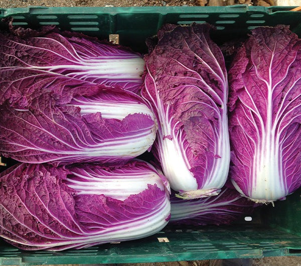 Scarrossa F1 Untreated Napa Cabbage Seeds | Osborne Farm Seeds