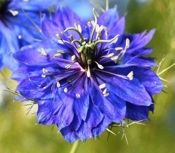 Love-in-a-mist Nigella damascena Miss Jekyll indigo blue 2600 seeds + FREE  LABEL | eBay