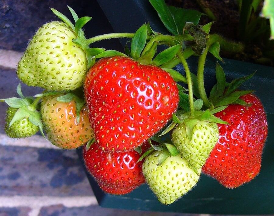 Albion Everbearing Strawberry Plants-BUY 4 GET 1 FREE-Non GMO-FREE Shi &ndash;  Hand Picked Nursery