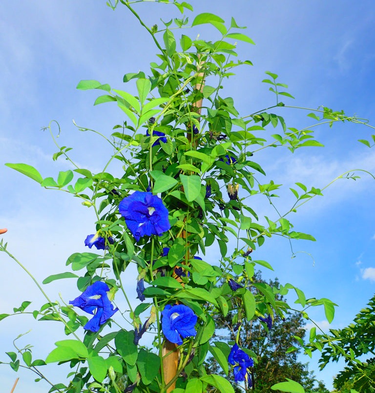 Butterfly Pea Flowers Dried Whole &ndash; Wild Hibiscus Flower Co