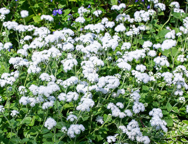 Ageratum 'White Bouquet' seeds - Ageratum houstonianum