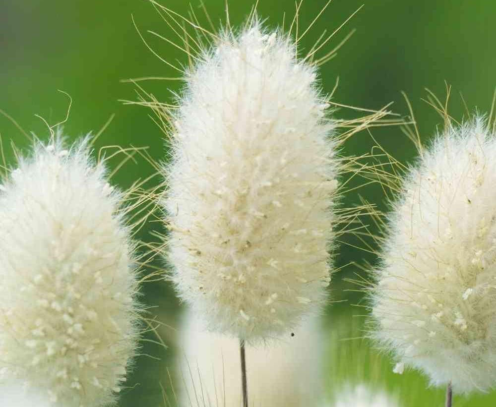 Grass, Bunny Tails – thegardenersworkshop