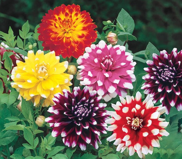 Bicolour Dinnerplate Dahlia Mixture | Shop Online | Breck's &ndash; Brecks