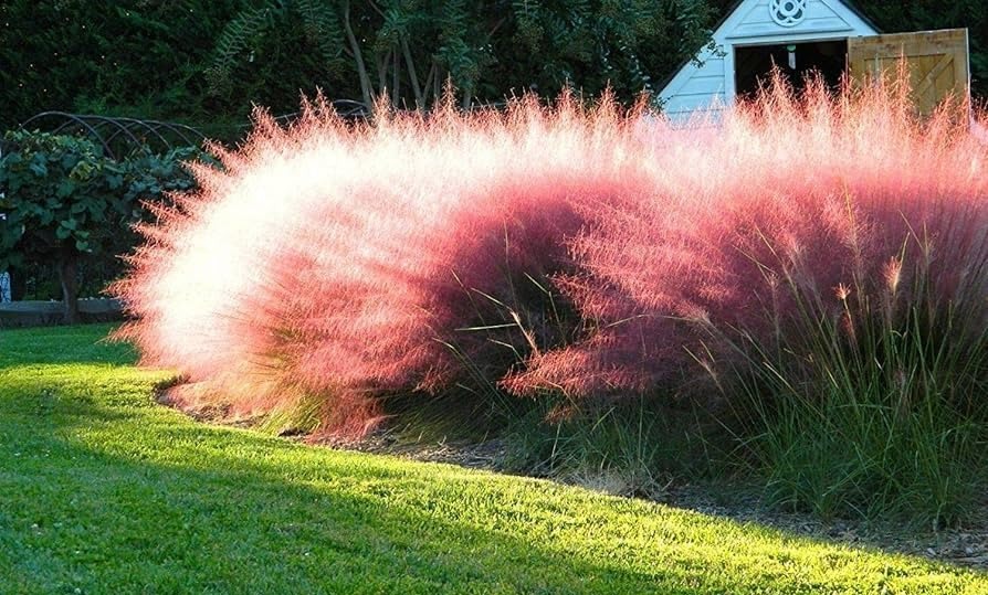 Amazon.com : Muhly Grass | 1 Extra Large 3 Gallon Plants | Muhlenbergia  capillaris | Landscape Beautification | Garden Elegance : Patio, Lawn &  Garden