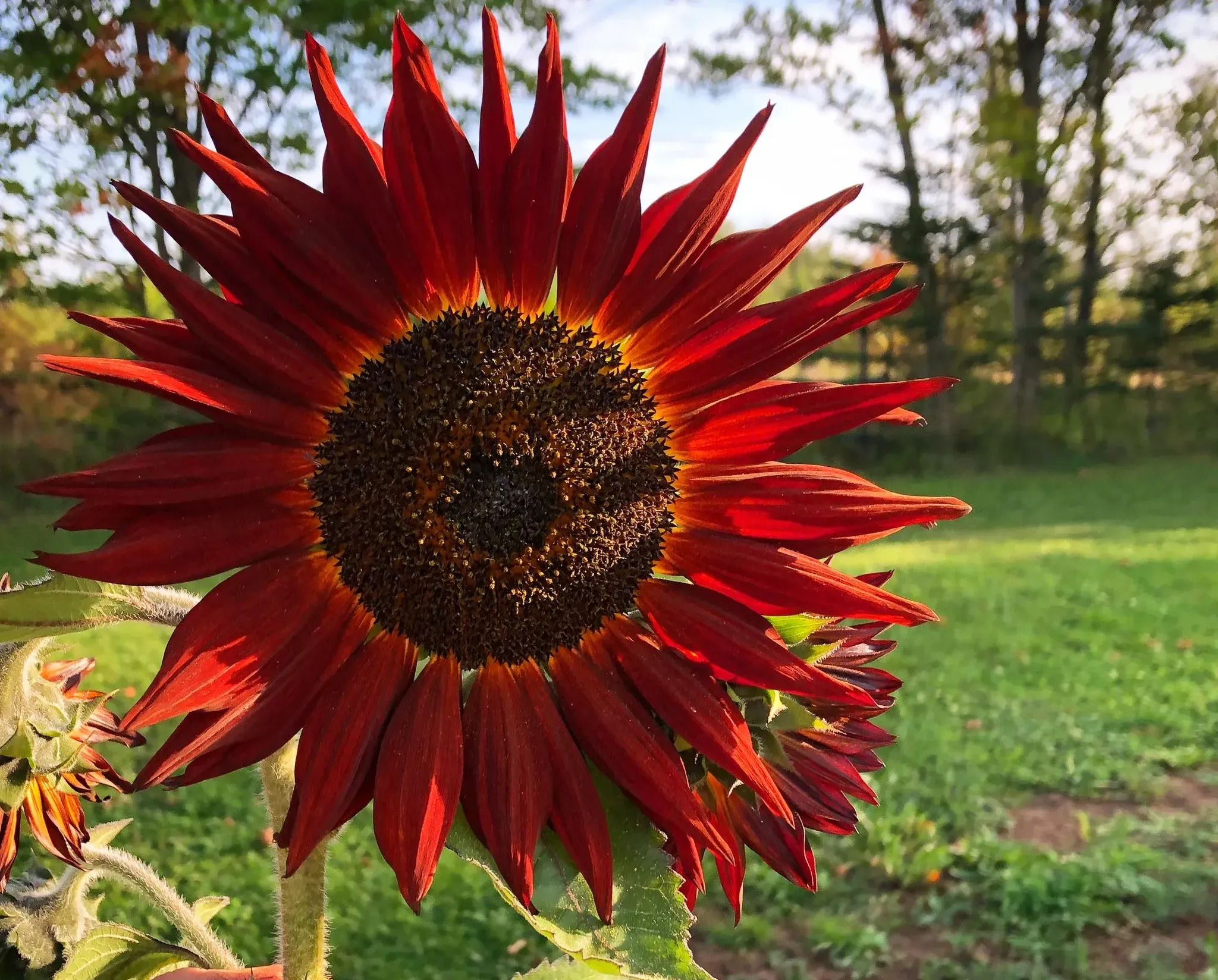 Velvet Queen Sunflower &ndash; Revival Seeds