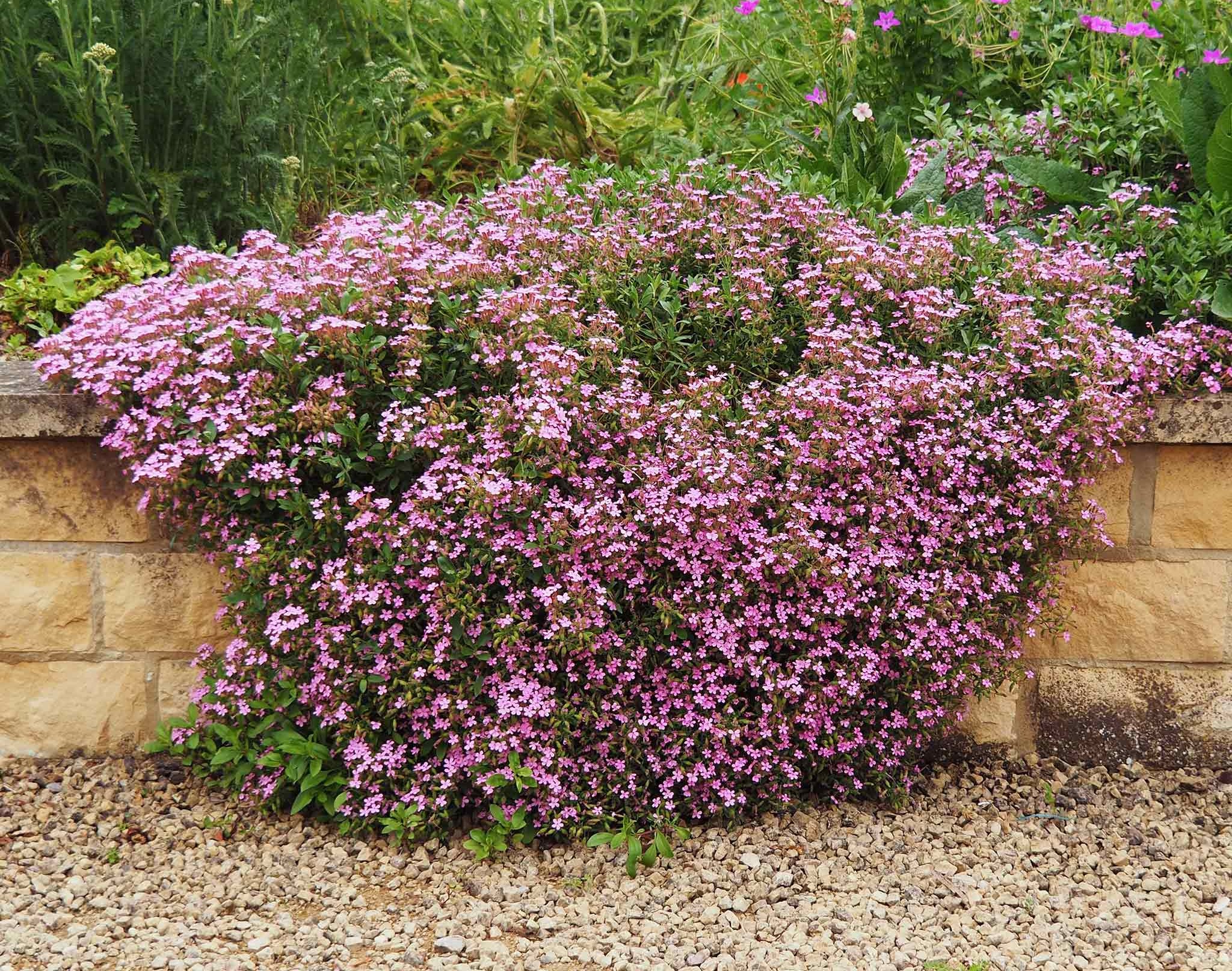 Soapwort Seeds - Rock Soapwort | Flower Seeds | Eden Brothers