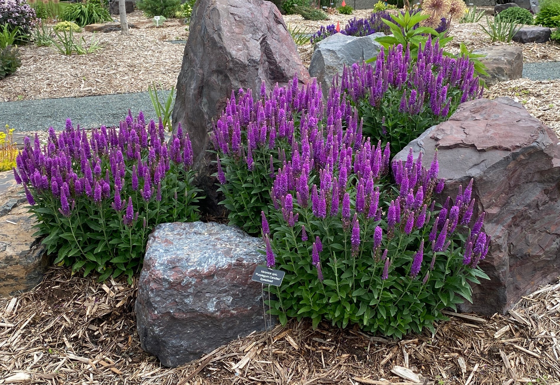 Veronica spicata 'Purplegum Candles' &ndash; Fieldstone Gardens Inc