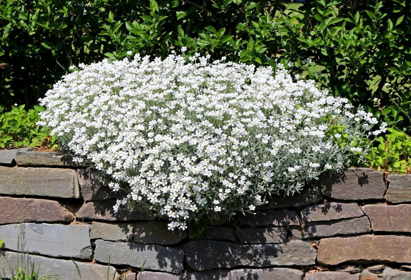 Snow in Summer 1200 Seeds Chickweed + Freebie + Plant tag Cerastium, White  : Amazon.co.uk: Garden