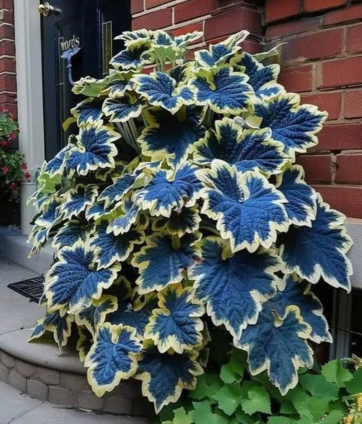 没有照片描述。