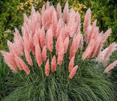 Cortaderia selloana 'Rosea' | Pink Pampas Grass &mdash; Newlands Garden Centre