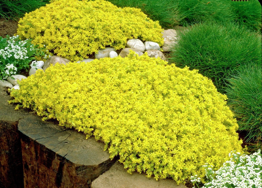 Goldmoss Sedum - Stonecrop Succulent - Sedum sexangulare - 2.5" Pot - Hirt's Gardens