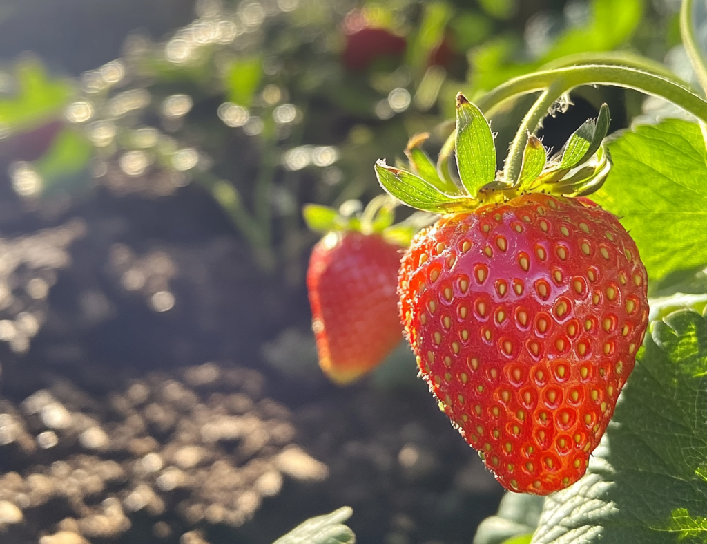 Organic Albion Strawberry Plants for Sale &ndash; Grow Organic