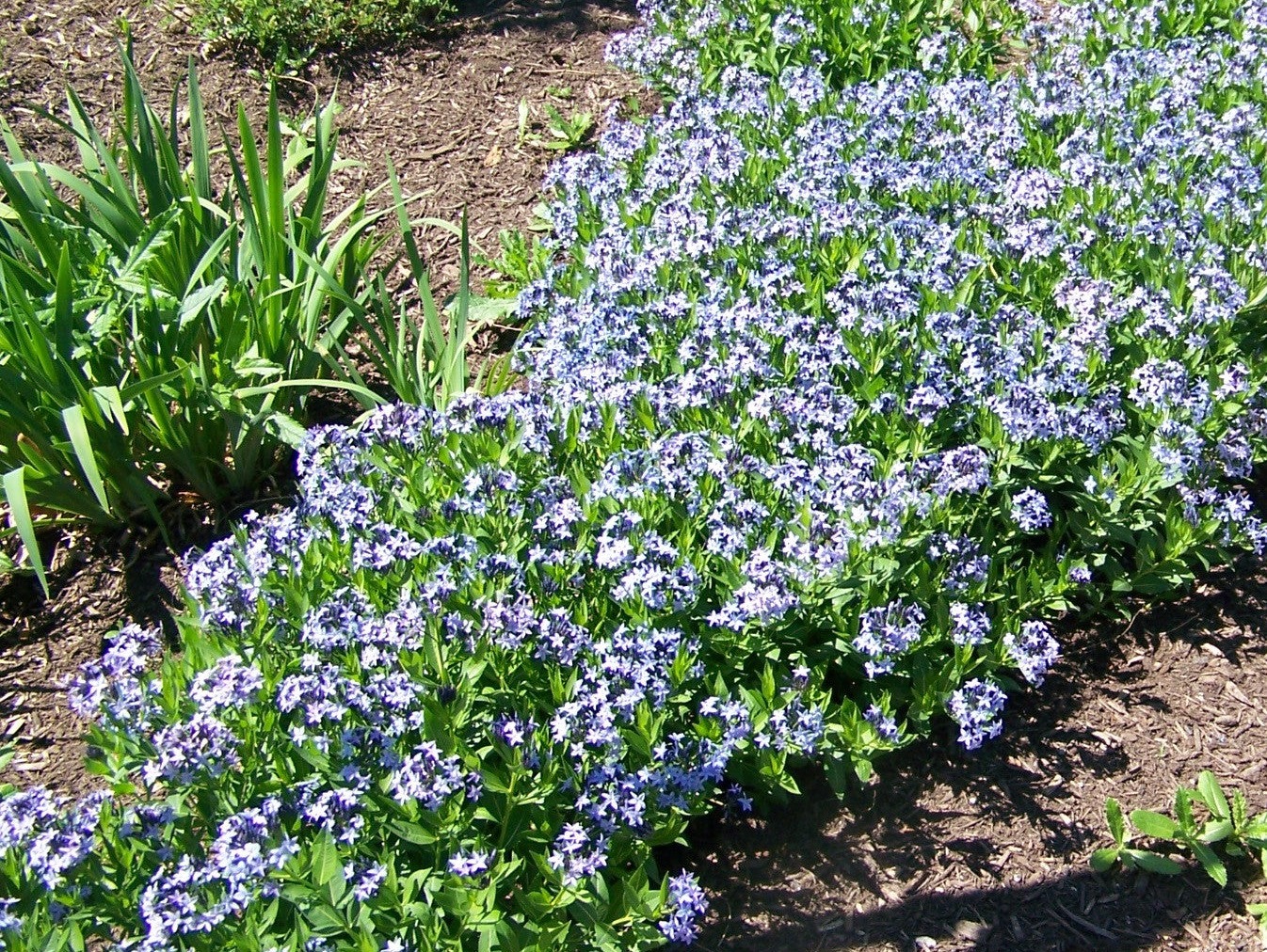 Amsonia 'Blue Ice' &ndash; Ballyrobert Gardens