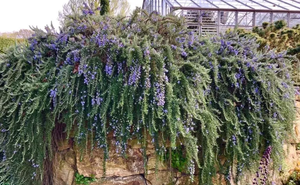 Trailing Rosemary&mdash;Rosmarinus Officinalis 'Prostratus' 迷迭香 &ndash; LA-PLANTS.COM