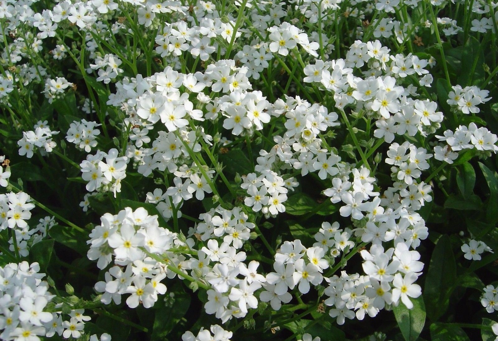 Amazon.com : White Forget Me Not (Myosotis Alpestris) easy to grow from flower seeds. (300 seeds) : Patio, Lawn & Garden