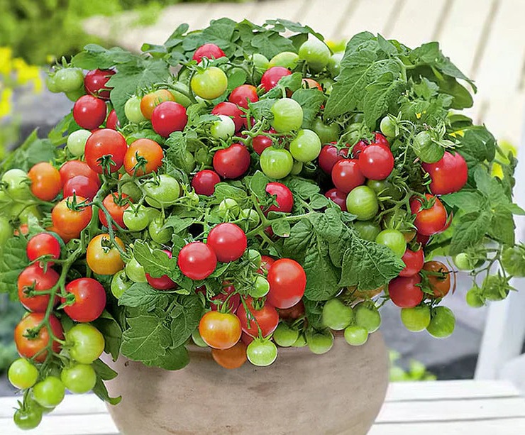 Dwarf Tomatoes Seeds