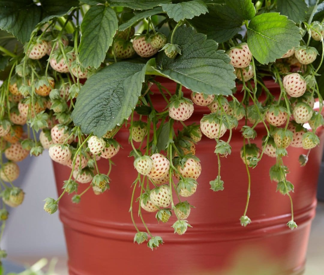 Pineberry' Strawberry Plants &ndash; Roots Plants