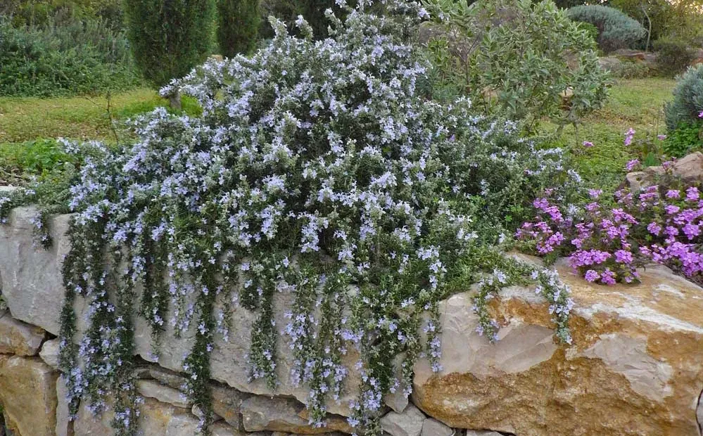 Rosemary - Mediterranean Gardening Association Portugal