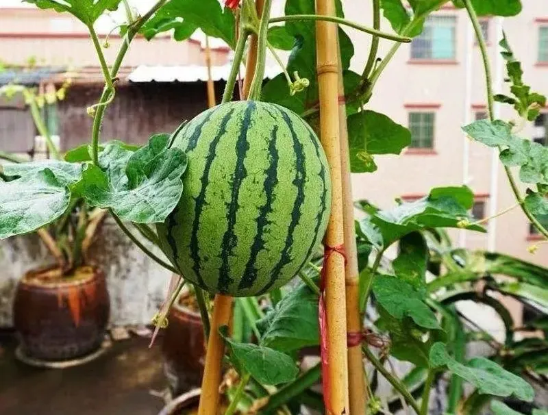 Fast Germination] Sweet Juicy Mini Bonsai Watermelon Fruit Seeds for Sale  (20 Seeds for Planting) Tropical Fruit Plant Seeds Flower Seeds Vegetable  Bonsai Tree Live Plant Indoor Air Plants Real Plants for