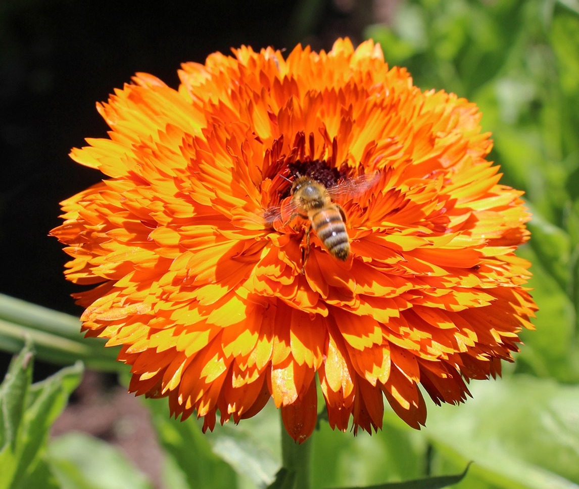 Calendula 'Double Red' - The Diggers Club