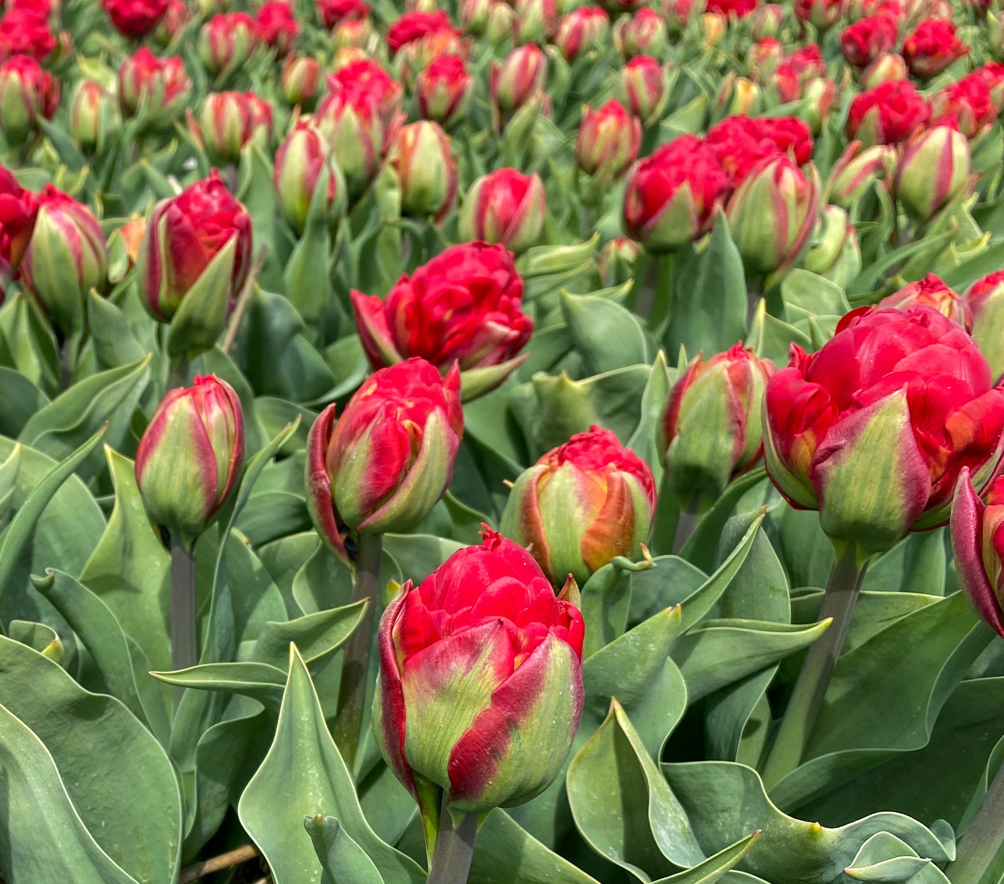 Tulip Ice Cream Strawberry &reg; - Time4Tulips