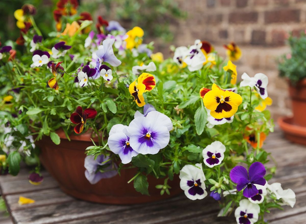 When to plant pansies: for a backyard filled with color | Homes & Gardens