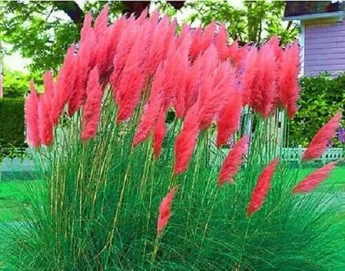 RARE RED PAMPAS GRASS SHOW STOPPER Garden Plant Flower UK SELLER | eBay