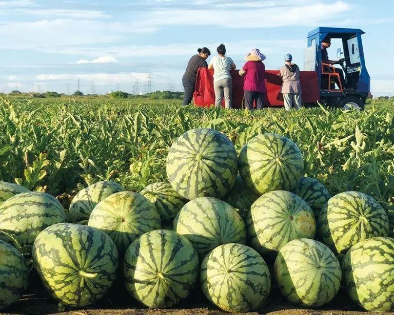 TikTok Shop: Lazy Man's Watermelon Seeds 30 to 300pcs, 2K Crispy Watermelon  Seeds, Easy to Grow, Lazy Gardening, Free Gardening, Juicy Rewards, Yummy &  Juicy