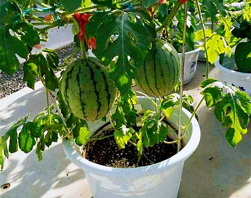 Home Garden Perennial Bonsai Thumb Camelon Mini Watermelon Seeds Miniature  Succulent Fruit Plants Seeds