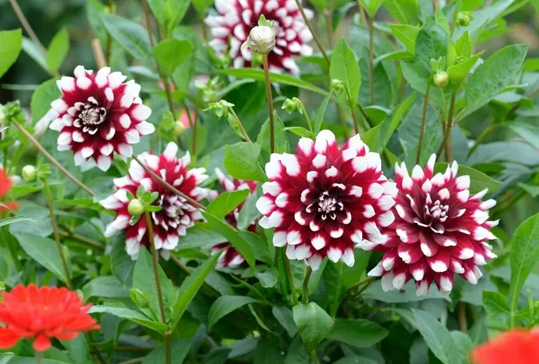 Van Zyverden Dahlia Duet (Set of 2 Dormant Bulbs) Full Sun, Multicolor,  Annual - Walmart.com