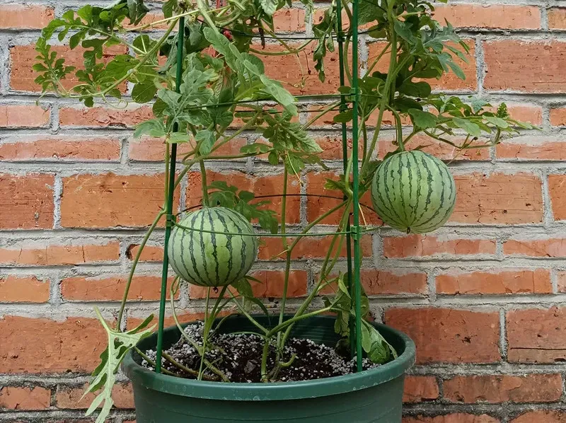 Tried to grow watermelon as a potted plant. Look what I got! : r/pics
