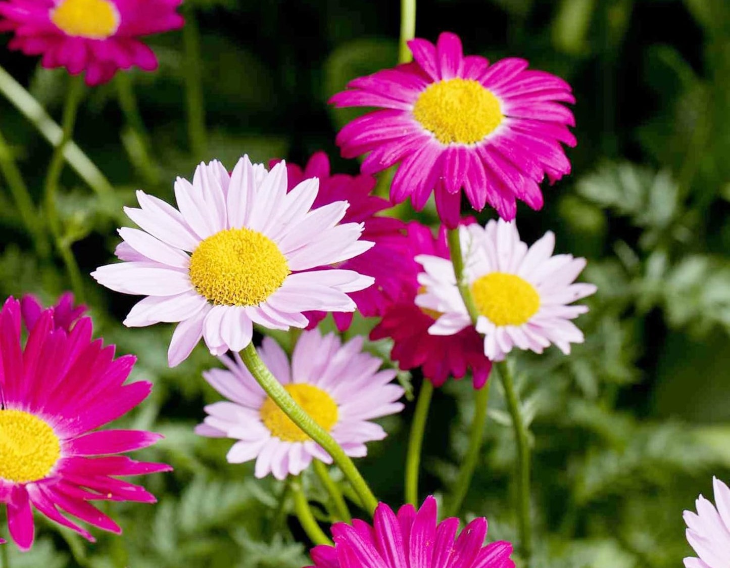Pest Killer:500 Seeds Pyrethrum Daisy Mixed Flower Seeds &ndash; Cocoseeds.com