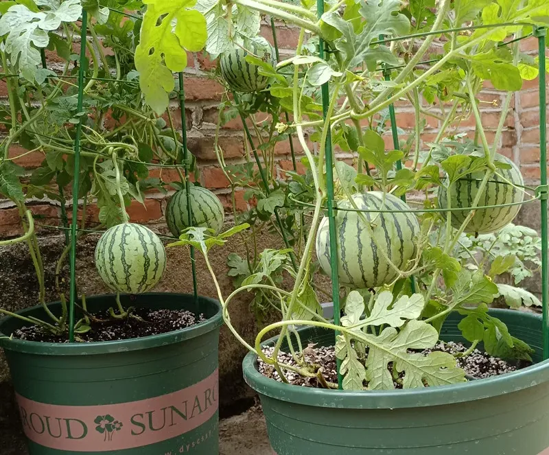 Buy 20Pcs Mini Watermelon Sweet Fruit Garden Yard Farm Bonsai