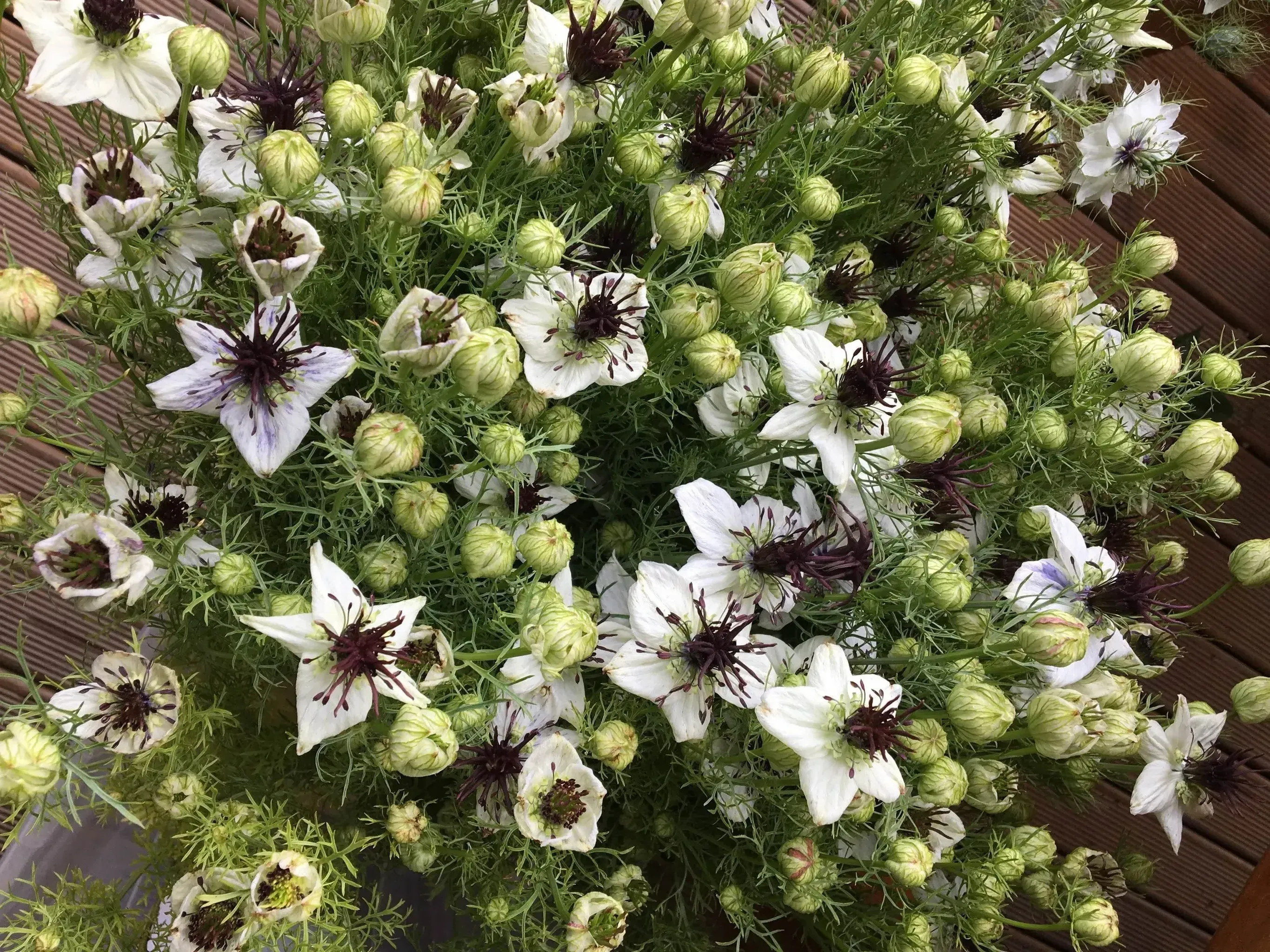 Nigella African Bride – Egmont Seeds