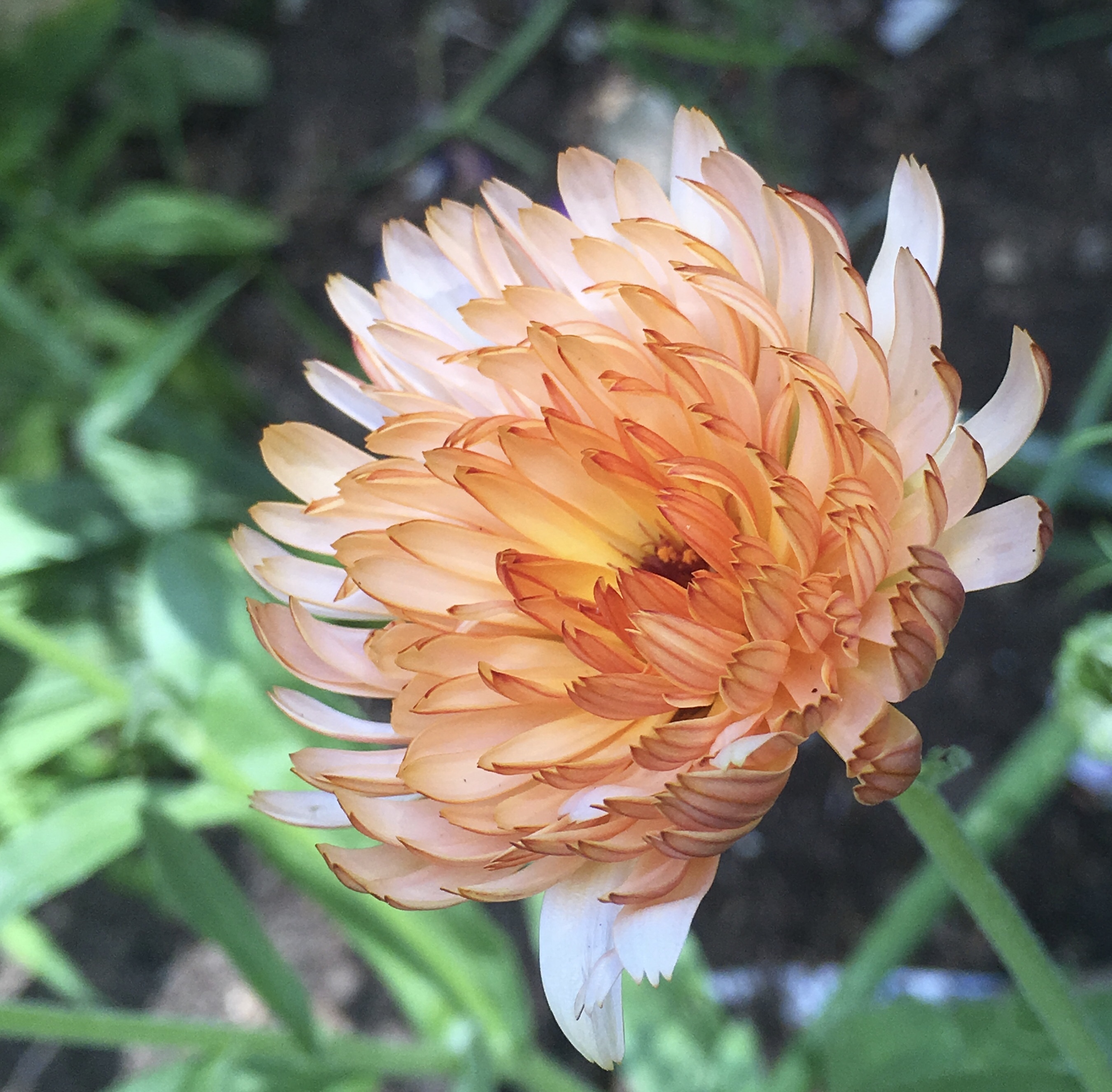Calendula Peach Surprise Flower Seeds
