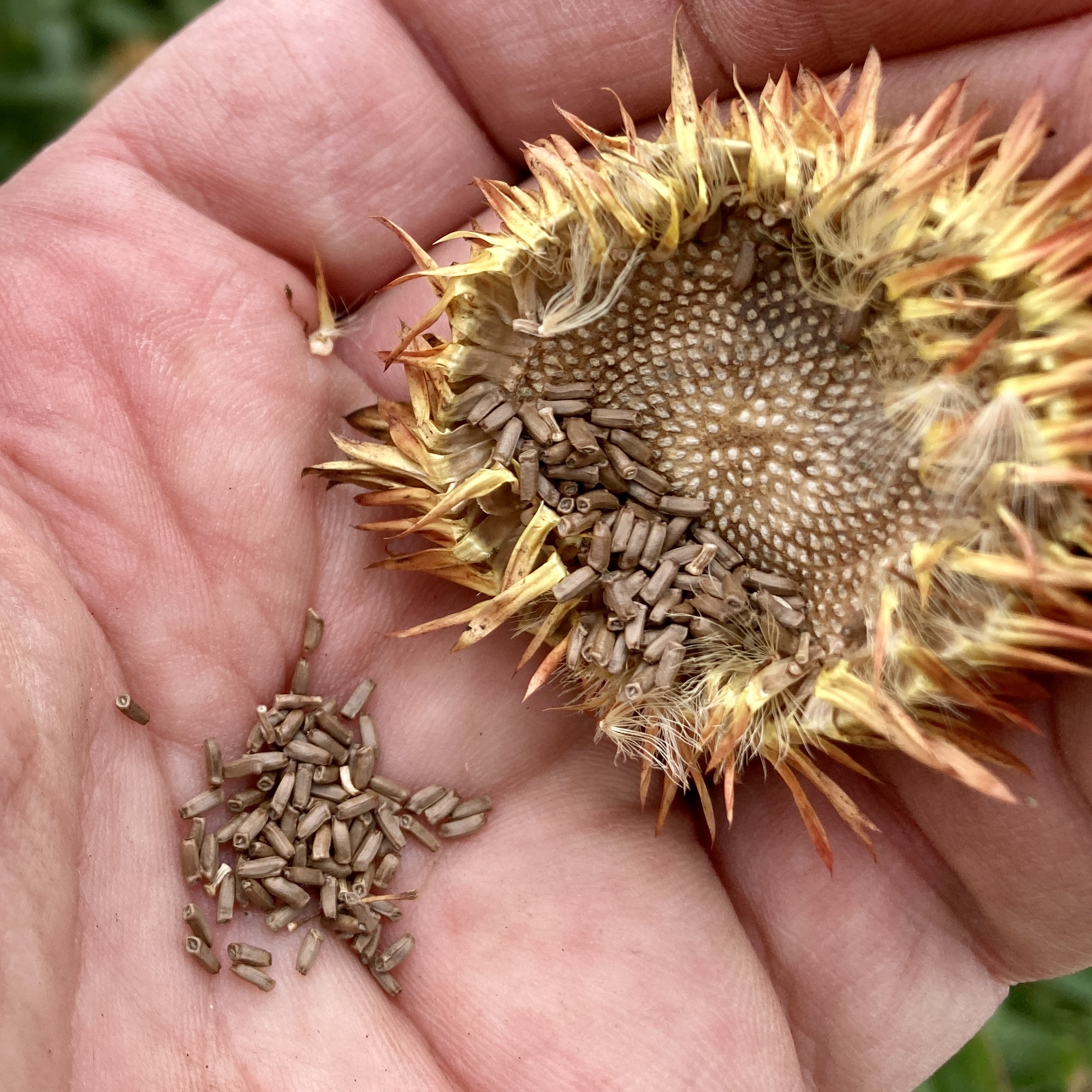 Strawflower Seeds Xerochrysum Bracteatum