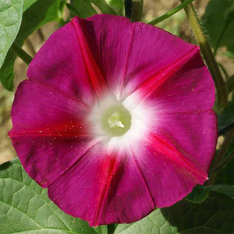 💜🌞Grandpa Ott Morning Glory Seeds