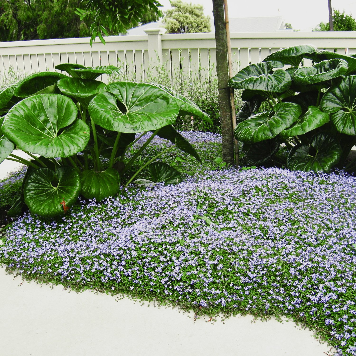 Blue Star Creeper (Isotoma Fluviatilis), 48% OFF | randa.tn