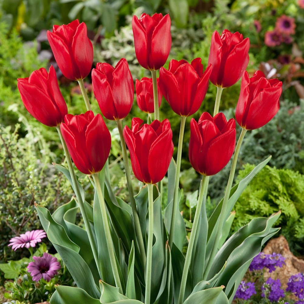 Red Impression Tulip Seeds