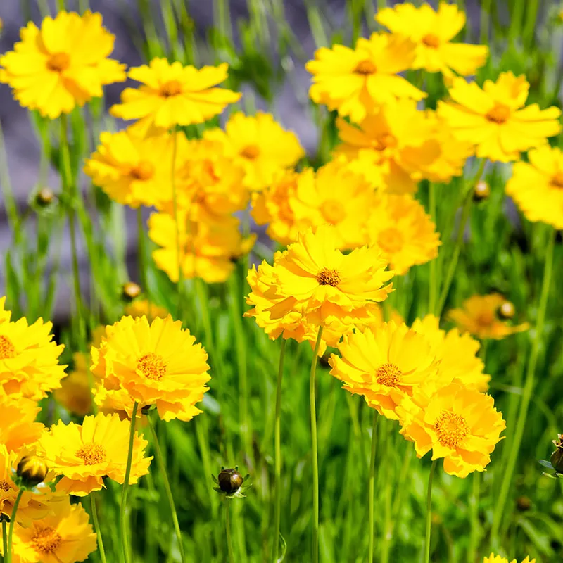 🌞Spring Limited💛💛Exclusive Yellow Wildflower Seed Mix